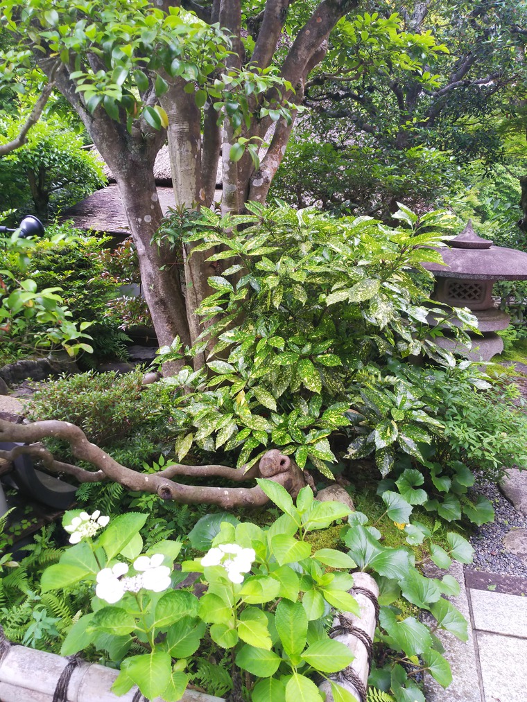 左阿彌の紫陽花